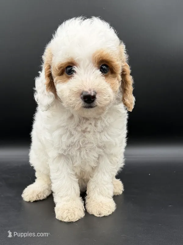 Poppy – Miniature Goldendoodle puppy for sale in Millersburg, OH