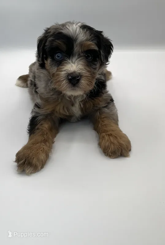 Pepples – Miniature Bernedoodle puppy for sale in Millersburg, OH
