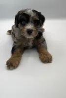 Pepples, a male Miniature Bernedoodle for sale in Millersburg, OH – 1 of 4