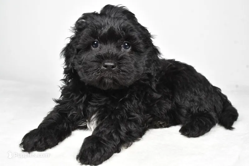 tommy – Cavapoo puppy for sale in Millersburg, OH