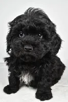 tommy, a male Cavapoo for sale in Millersburg, OH – Photo 7 of 7