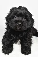 tommy, a male Cavapoo for sale in Millersburg, OH – Photo 4 of 7