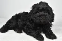 tommy, a male Cavapoo for sale in Millersburg, OH – Photo 3 of 7