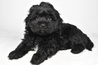 tommy, a male Cavapoo for sale in Millersburg, OH – Photo 5 of 7