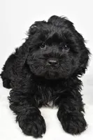 tommy, a male Cavapoo for sale in Millersburg, OH – Photo 2 of 7