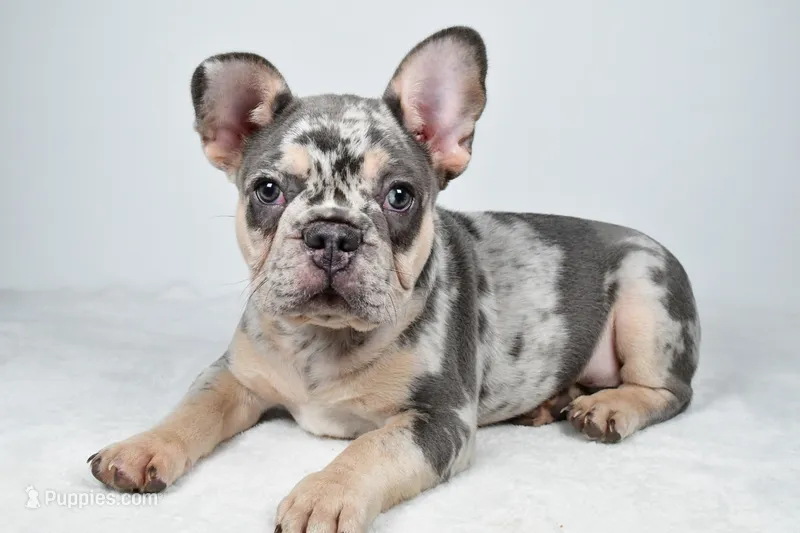 maverick- genetic clear – French Bulldog puppy for sale in Millersburg, OH