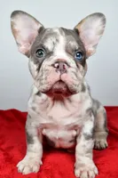 jax- genetic clear, a male French Bulldog for sale in Millersburg, OH – 3 of 6