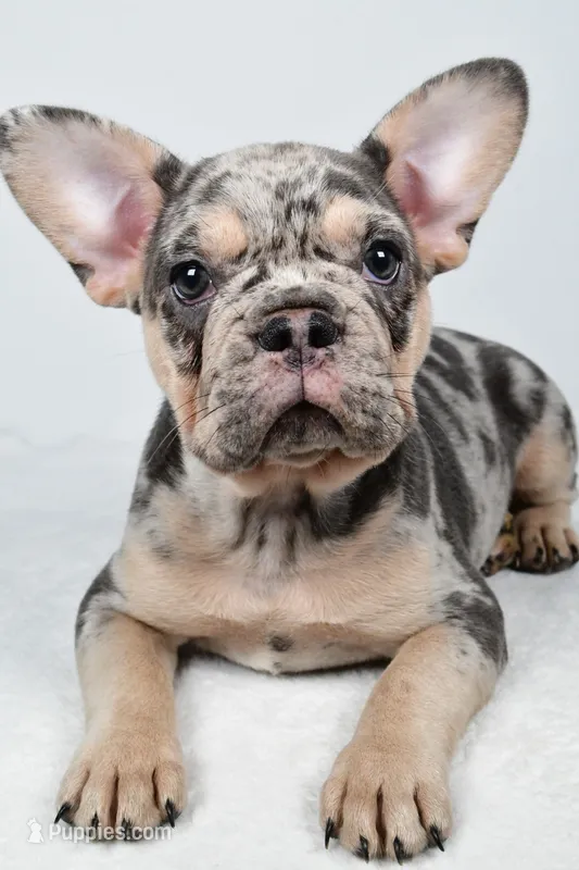 rosie- genetic clear – French Bulldog puppy for sale in Millersburg, OH