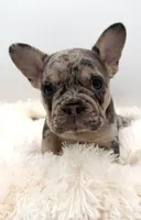 rosie- genetic clear, a female French Bulldog for sale in Millersburg, OH – 2 of 6