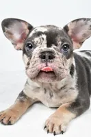bella- genetic clear, a female French Bulldog for sale in Millersburg, OH – 3 of 8