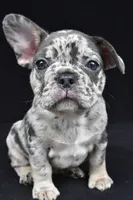 duke, a male French Bulldog for sale in Millersburg, OH – 10 of 10