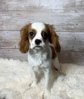 simon, a male Cavalier King Charles Spaniel for sale in Millersburg, OH – 3 of 5