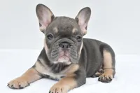 simone, a male French Bulldog for sale in Millersburg, OH – 3 of 7