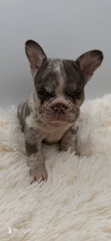 jax- genetic clear – French Bulldog puppy for sale in Millersburg, OH