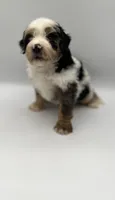 Pluto, a male Miniature Bernedoodle for sale in Millersburg, OH – 3 of 5
