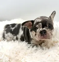 bella- genetic clear, a female French Bulldog for sale in Millersburg, OH – 3 of 4