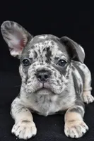 duke, a male French Bulldog for sale in Millersburg, OH – 7 of 10