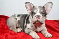 jax- genetic clear, a male French Bulldog for sale in Millersburg, OH – 2 of 6