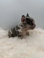 jax- genetic clear, a male French Bulldog for sale in Millersburg, OH – 2 of 6