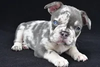 kya, a female French Bulldog for sale in Millersburg, OH – 3 of 8