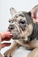rosie- genetic clear, a female French Bulldog for sale in Millersburg, OH – 8 of 9