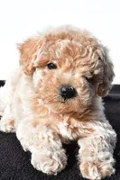 allie, a female Poodle - Toy  for sale in Millersburg, OH – 2 of 2