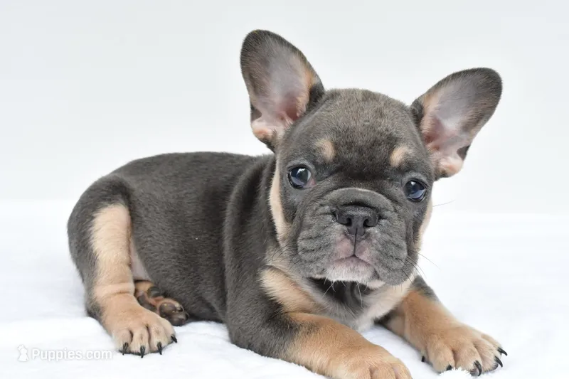 simone – French Bulldog puppy for sale in Millersburg, OH
