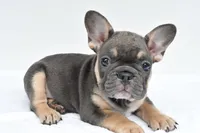 simone, a male French Bulldog for sale in Millersburg, OH – 1 of 7