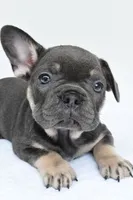 rocco, a male French Bulldog for sale in Millersburg, OH – 6 of 6