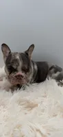jax- genetic clear, a male French Bulldog for sale in Millersburg, OH – 6 of 6