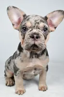 rosie- genetic clear, a female French Bulldog for sale in Millersburg, OH – 9 of 9
