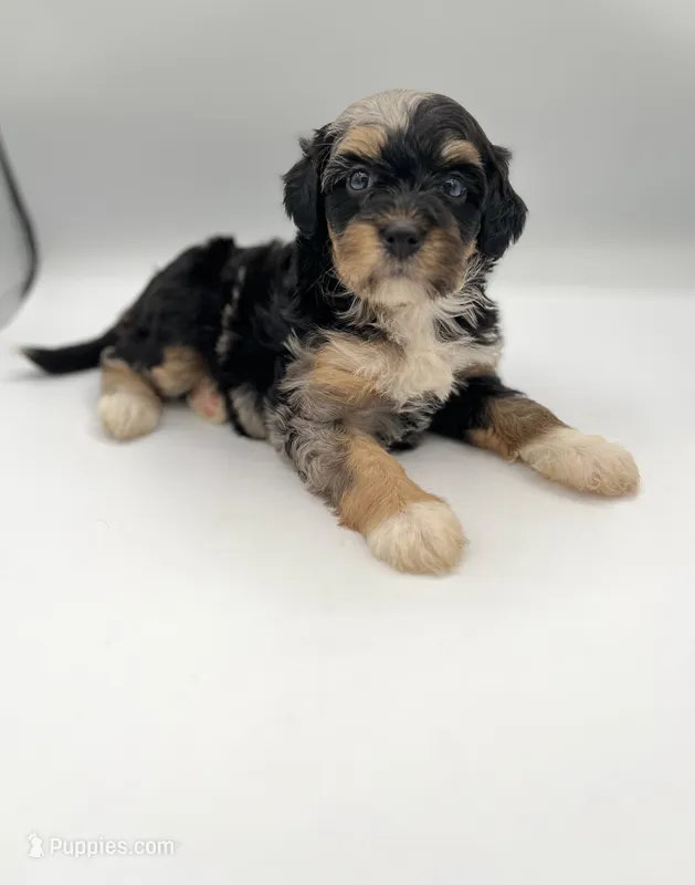Cali – Miniature Bernedoodle puppy for sale in Millersburg, OH
