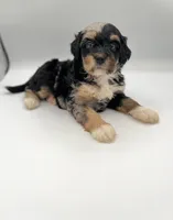 Cali, a female Miniature Bernedoodle for sale in Millersburg, OH – 1 of 4