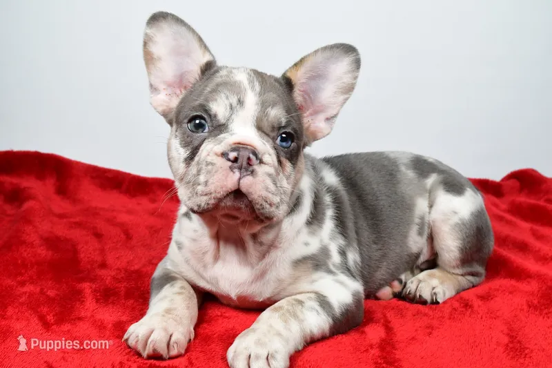 jax- genetic clear – French Bulldog puppy for sale in Millersburg, OH