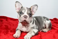 jax- genetic clear, a male French Bulldog for sale in Millersburg, OH – 1 of 6