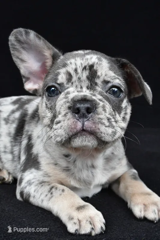 duke – French Bulldog puppy for sale in Millersburg, OH