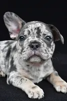 duke, a male French Bulldog for sale in Millersburg, OH – 1 of 10