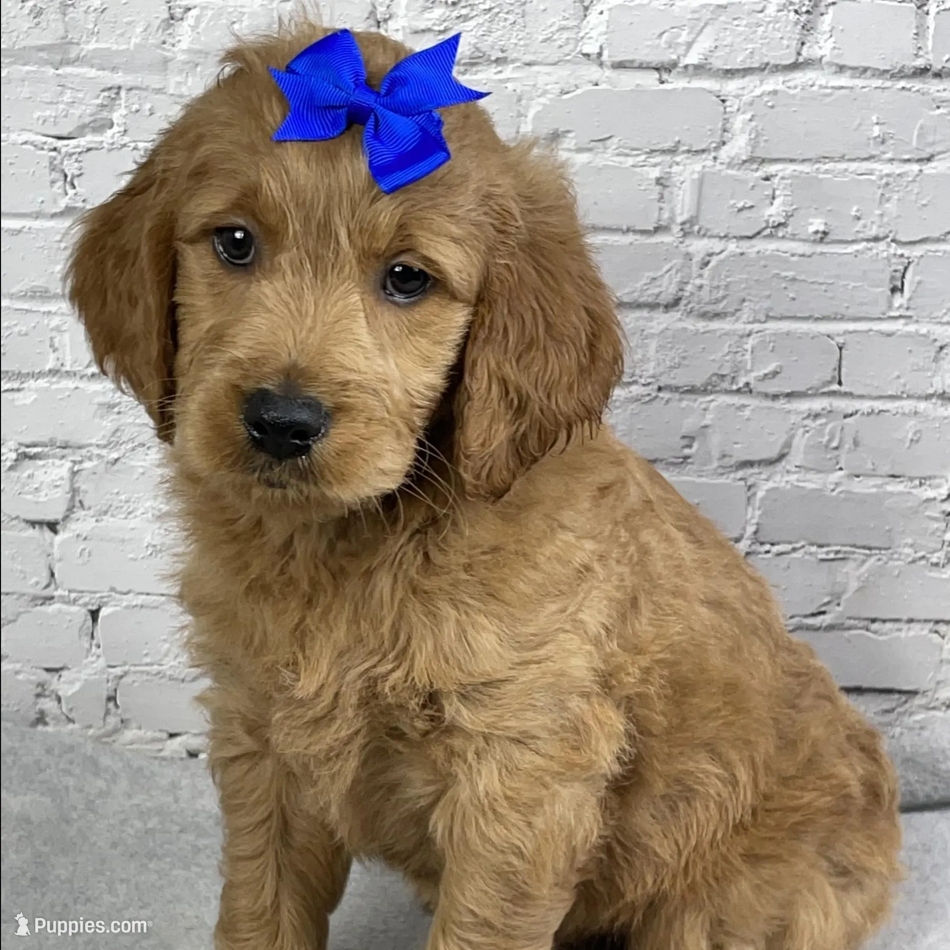 Rocky, a male Goldendoodle for sale in Millersburg, OH – Photo 2 of 4