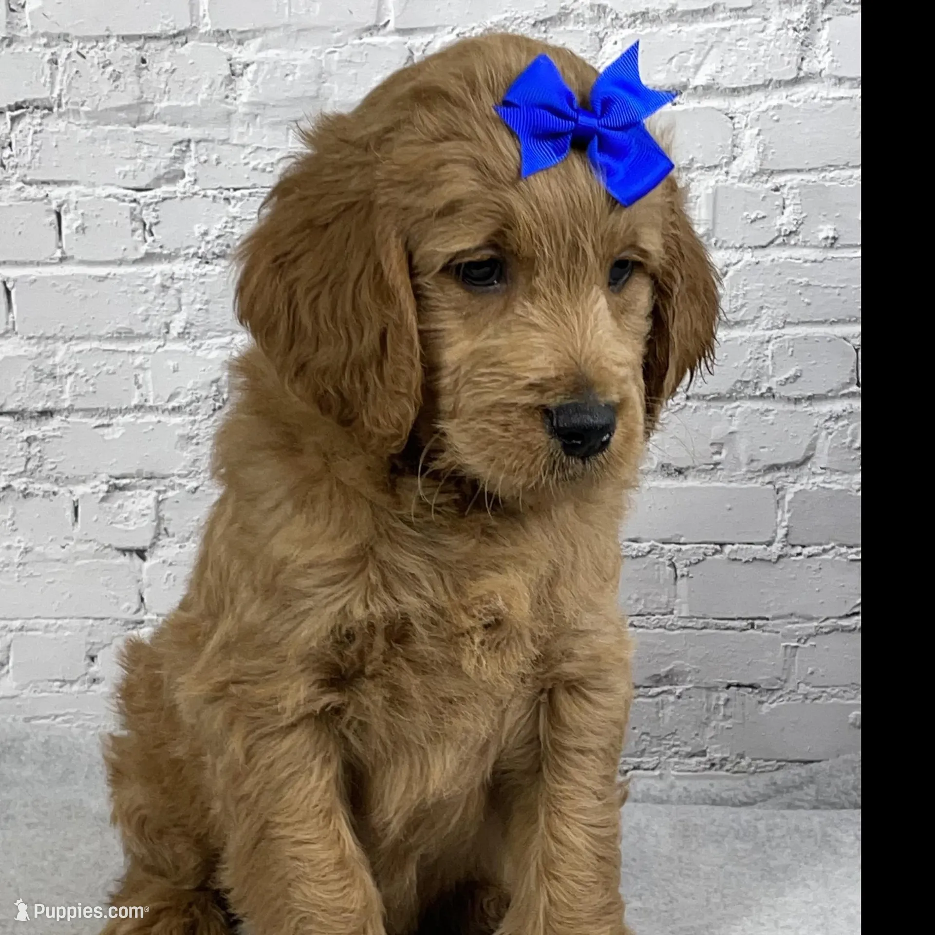 Rocky, a male Goldendoodle for sale in Millersburg, OH – Photo 3 of 4
