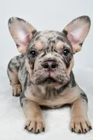 rosie- genetic clear, a female French Bulldog for sale in Millersburg, OH – 3 of 9