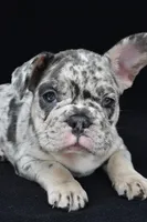reggie, a male French Bulldog for sale in Millersburg, OH – 4 of 5