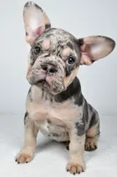 rosie- genetic clear, a female French Bulldog for sale in Millersburg, OH – 4 of 9