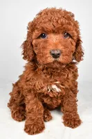mia , a female Cavapoo for sale in Millersburg, OH – Photo 1 of 7