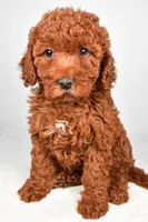 mia , a female Cavapoo for sale in Millersburg, OH – Photo 6 of 7