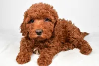 mia , a female Cavapoo for sale in Millersburg, OH – Photo 2 of 7