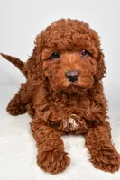 mia , a female Cavapoo for sale in Millersburg, OH – Photo 4 of 7