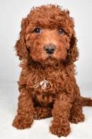 mia , a female Cavapoo for sale in Millersburg, OH – Photo 5 of 7