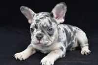 ziggy, a female French Bulldog for sale in Millersburg, OH – 5 of 8
