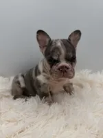 jax- genetic clear, a male French Bulldog for sale in Millersburg, OH – 4 of 6