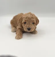 Moose, a male Miniature Goldendoodle for sale in Millersburg, OH – 4 of 4